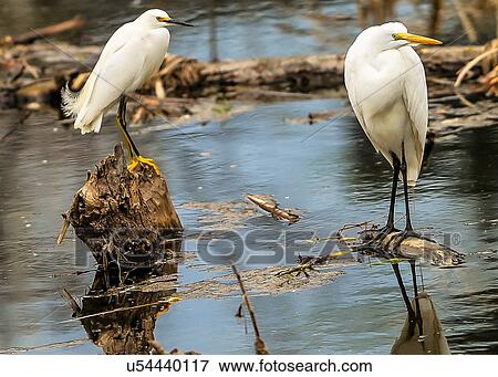 Egrets View Large Photo Image Stock Photo - Egrets. Fotosearch