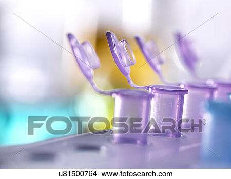 Eppendorf tubes in a rack. View Large Photo Image Picture - Eppendorf tubes in a rack.. Fotosearch