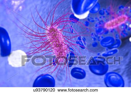 Stock Image - Escherichia coli bacteria in blood, computer illustration. E. coli is a gram-negative motile bacterium with peritrichous flagella that lives in the intestines as part of its normal microflora. However, some strains can cause diarrhoea and infections.... Fotosearch