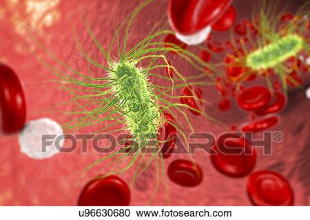 Stock Image - Escherichia coli bacteria in blood, computer illustration. E. coli is a gram-negative motile bacterium with peritrichous flagella that lives in the intestines as part of its normal microflora. However, some strains can cause diarrhoea and infections.... Fotosearch