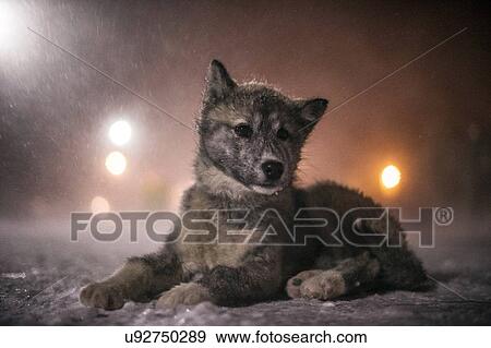 Eskimo dog in snow blizzard, Canada. View Large Photo Image Stock Photo - Eskimo dog in snow blizzard, Canada.. Fotosearch