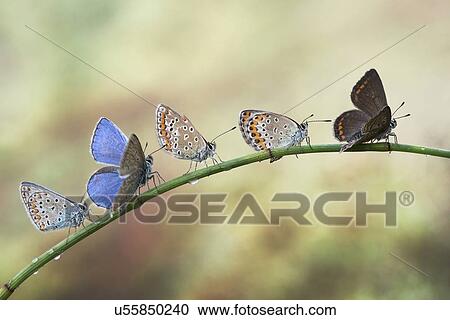 Stock Image - Five butterflies on a plant stem.. Fotosearch