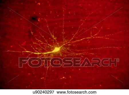 Stock Photo - Fluorescence light micrograph of a stellate neuron the human cortex. This stellate neuron has been stained with the fluorescent dye Lucifer Yellow. The cerebral cortex is a layer of nervous tissue that is outermost to the cerebrum and cerebellum of.... Fotosearch