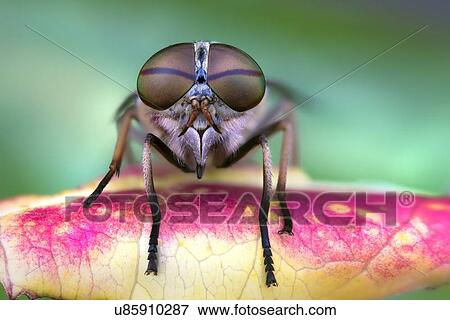 Stock Photo - Fly on a leaf.. Fotosearch