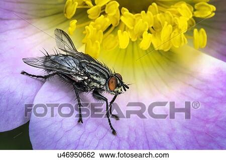 Fly on a wild flower. View Large Photo Image Stock Image - Fly on a wild flower.. Fotosearch