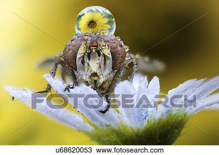 Stock Image - Fly on daisy with dew drop on its head.. Fotosearch