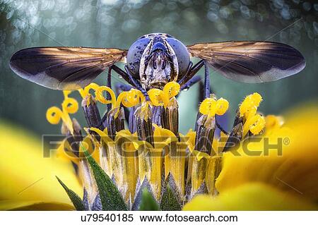 Stock Photography - Fly on yellow flower with wings spread.. Fotosearch