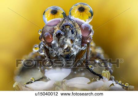 Fly with dew drops on its eyes and yellow flowers reflected. View Large Photo Image Stock Image - Fly with dew drops on its eyes and yellow flowers reflected.. Fotosearch
