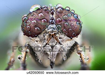 Fly with dew drops on its eyes. View Large Photo Image Stock Image - Fly with dew drops on its eyes.. Fotosearch