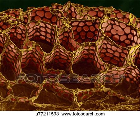 Stock Image - Foxglove seed surface (Digitalis purpurea), coloured scanning electron micrograph (SEM). This image shows the seed coat (or testa) of a foxglove seed (Digitalis purpurea). The testa has an irregular honeycomb-like structure. The purpose of the seed.... Fotosearch