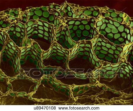 Stock Photo - Foxglove seed surface (Digitalis purpurea), coloured scanning electron micrograph (SEM). This image shows the seed coat (or testa) of a foxglove seed (Digitalis purpurea). The testa has an irregular honeycomb-like structure. The purpose of the seed.... Fotosearch