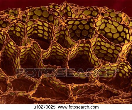 Stock Photography - Foxglove seed surface (Digitalis purpurea), coloured scanning electron micrograph (SEM). This image shows the seed coat (or testa) of a foxglove seed (Digitalis purpurea). The testa has an irregular honeycomb-like structure. The purpose of the seed.... Fotosearch