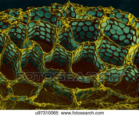 Stock Photography - Foxglove seed surface (Digitalis purpurea), coloured scanning electron micrograph (SEM). This image shows the seed coat (or testa) of a foxglove seed (Digitalis purpurea). The testa has an irregular honeycomb-like structure. The purpose of the seed.... Fotosearch