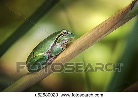 Stock Image - Frog on plant stem.. Fotosearch