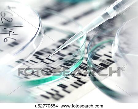 Genetics research. Pipette and petri dish in front of a DNA (deoxyribonucleic acid) autoradiogram. View Large Photo Image Picture - Genetics research. Pipette and petri dish in front of a DNA (deoxyribonucleic acid) autoradiogram.. Fotosearch