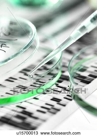 Stock Image - Genetics research. Pipette and petri dish in front of a DNA (deoxyribonucleic acid) autoradiogram.. Fotosearch