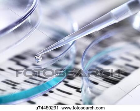 Stock Image - Genetics research. Pipette and petri dish in front of a DNA (deoxyribonucleic acid) autoradiogram.. Fotosearch