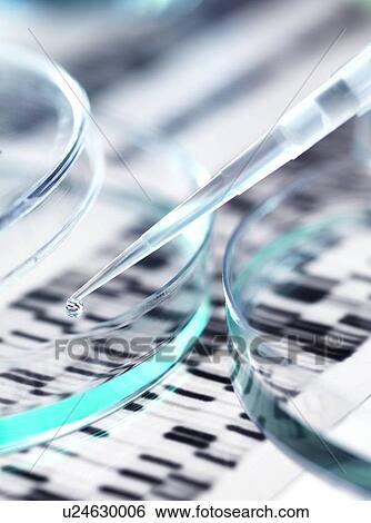 Stock Photograph - Genetics research. Pipette and petri dish in front of a DNA (deoxyribonucleic acid) autoradiogram.. Fotosearch