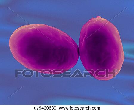 Stock Image - Giardia lamblia, a protozoan (cyst stage) found in water contaminated by animal faeces, coloured scanning electron micrograph (SEM). Causes the protozoal infection known as giardiasis. Parasitic protozoan that causes giardiasis (Giardia lamblia)...... Fotosearch