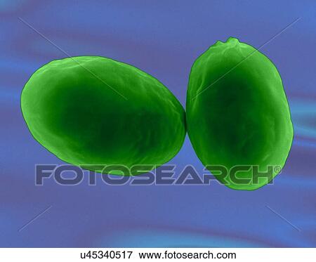 Stock Photo - Giardia lamblia, a protozoan (cyst stage) found in water contaminated by animal faeces, coloured scanning electron micrograph (SEM). Causes the protozoal infection known as giardiasis. Parasitic protozoan that causes giardiasis (Giardia lamblia)...... Fotosearch