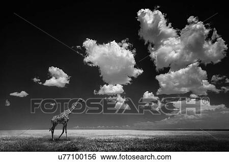 Stock Photograph - Giraffe walking on the plain, Serengeti, Tanzania.. Fotosearch