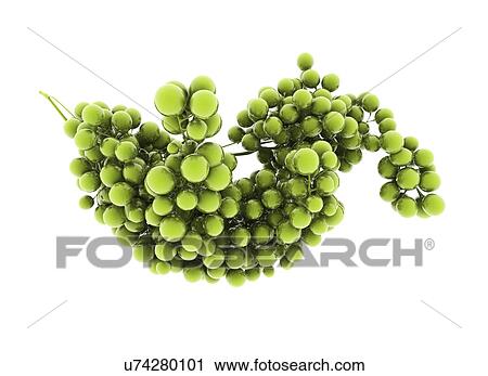 Stock Image - Green grapes against a white background, illustration.. Fotosearch