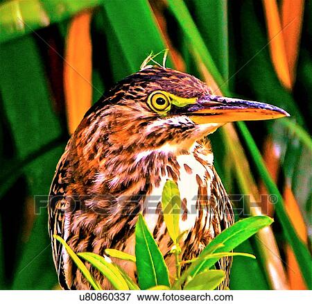 Stock Photo - Green Heron. Fotosearch