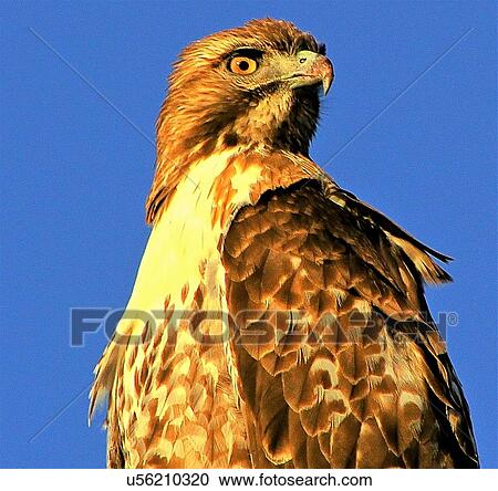 Hawk View Large Photo Image Stock Image - Hawk. Fotosearch