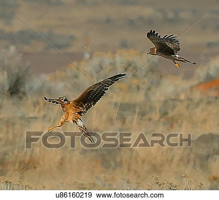 Stock Photo - Hawks. Fotosearch