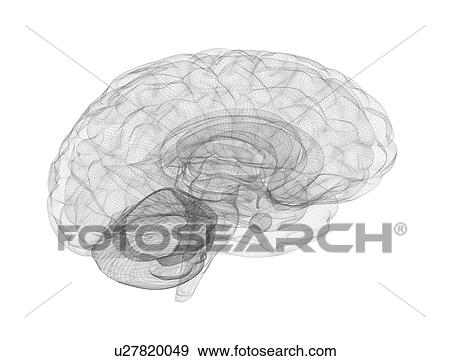 Human brain connections, illustration. View Large Photo Image Stock Photo - Human brain connections, illustration.. Fotosearch