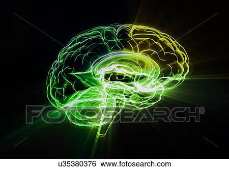 Human brain connections, illustration. View Large Photo Image Stock Photograph - Human brain connections, illustration.. Fotosearch