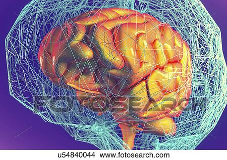 Picture - Human brain network, illustration.. Fotosearch
