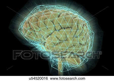 Stock Photograph - Human brain network, illustration.. Fotosearch