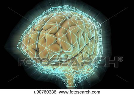 Stock Photograph - Human brain network, illustration.. Fotosearch