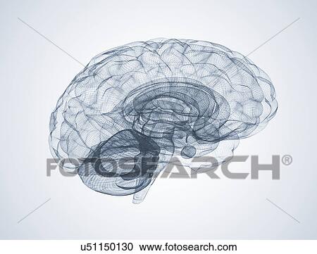 Stock Image - Human brain. Fotosearch