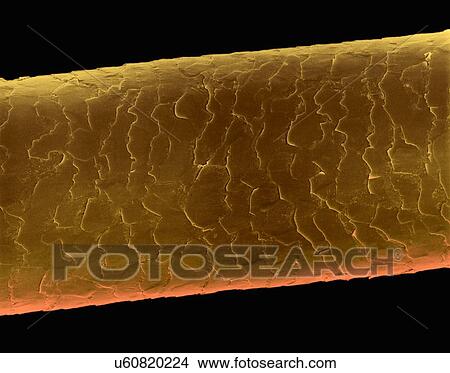 Picture - Human hair (Caucasian, brunette), coloured scanning electron micrograph (SEM). The outer layer of hair (the cuticle) has overlapping scales of keratin. These scales are thought to prevent hairs from matting together. Hair is made up of a fibrous.... Fotosearch