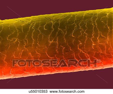 Stock Image - Human hair (Caucasian, brunette), coloured scanning electron micrograph (SEM). The outer layer of hair (the cuticle) has overlapping scales of keratin. These scales are thought to prevent hairs from matting together. Hair is made up of a fibrous.... Fotosearch