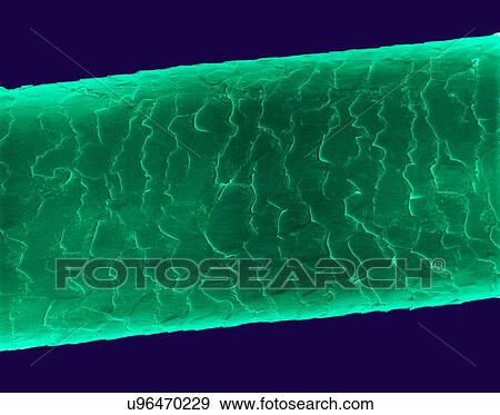 Stock Photo - Human hair (Caucasian, brunette), coloured scanning electron micrograph (SEM). The outer layer of hair (the cuticle) has overlapping scales of keratin. These scales are thought to prevent hairs from matting together. Hair is made up of a fibrous.... Fotosearch