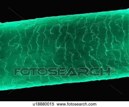 Stock Photography - Human hair (Caucasian, brunette), coloured scanning electron micrograph (SEM). The outer layer of hair (the cuticle) has overlapping scales of keratin. These scales are thought to prevent hairs from matting together. Hair is made up of a fibrous.... Fotosearch