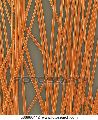 Stock Image - Human hair shafts from the head, coloured scanning electron micrograph (SEM). The outer layer of hair (the cuticle) has overlapping scales of keratin. These scales are thought to prevent hairs from matting together. Hair is made up of a fibrous.... Fotosearch
