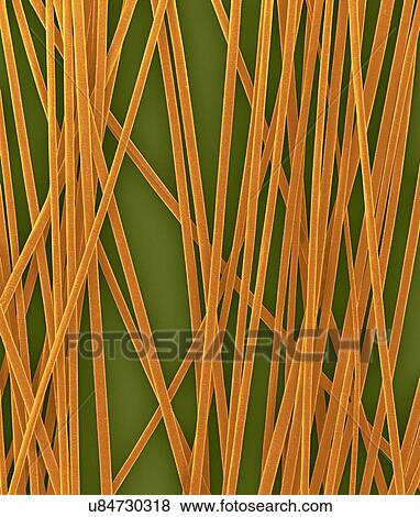 Human hair shafts from the head, coloured scanning electron micrograph (SEM). The outer layer of hair (the cuticle) has overlapping scales of keratin. These scales are thought to prevent hairs from matting together. Hair is made up of a fibrous... View Large Photo Image Stock Photo - Human hair shafts from the head, coloured scanning electron micrograph (SEM). The outer layer of hair (the cuticle) has overlapping scales of keratin. These scales are thought to prevent hairs from matting together. Hair is made up of a fibrous.... Fotosearch