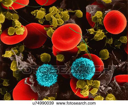 Stock Photo - Human red blood cells, two T lymphocytes and platelets, coloured scanning electron micrograph (SEM). Red blood cells (RBCs), or erythrocytes, are the most common type of blood cell in vertebrates. They are involved in delivering oxygen to the body.... Fotosearch