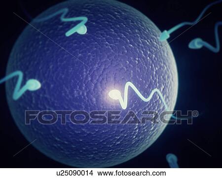Human sperm and egg, illustration. View Large Photo Image Picture - Human sperm and egg, illustration.. Fotosearch