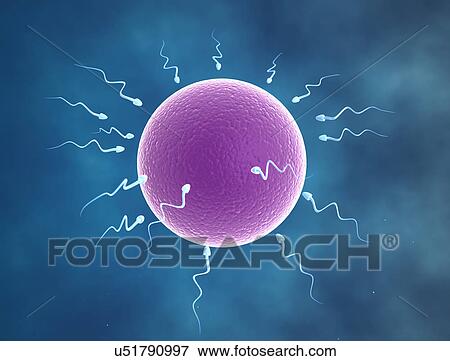 Human sperm and egg, illustration. View Large Photo Image Stock Photo - Human sperm and egg, illustration.. Fotosearch