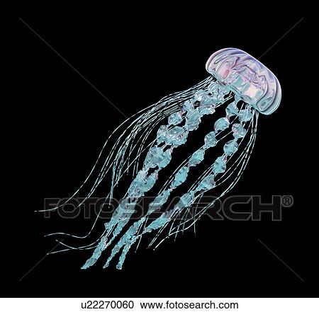 Stock Image - Jellyfish, computer illustration.. Fotosearch
