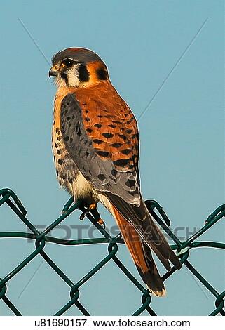 Stock Photo - Kestrel. Fotosearch