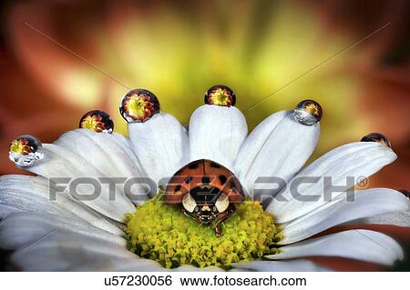 Ladybird on a daisy. View Large Photo Image Stock Photograph - Ladybird on a daisy.. Fotosearch
