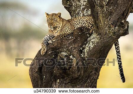 Stock Photo - Leopard resting in a tree, Serengeti, Tanzania.. Fotosearch