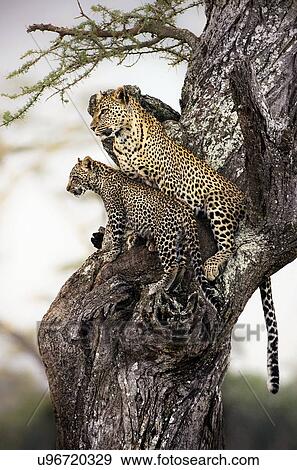 Leopard with cub sitting in the tree. Serengeti, Tanzania. View Large Photo Image Stock Photo - Leopard with cub sitting in the tree. Serengeti, Tanzania.. Fotosearch