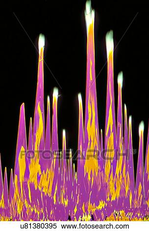 Stock Photography - Light micrograph (LM) of Nicotine crystals. Nicotine is an organic compound, an alkaloid found naturally throughout the tobacco plant, with a high concentration in the leaves. It constitutes 0. 3 to 5% of the plant by dry weight. It is a potent nerve.... Fotosearch